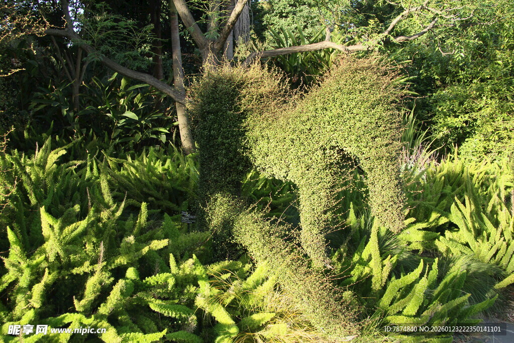 茂密绿植中的高大植物