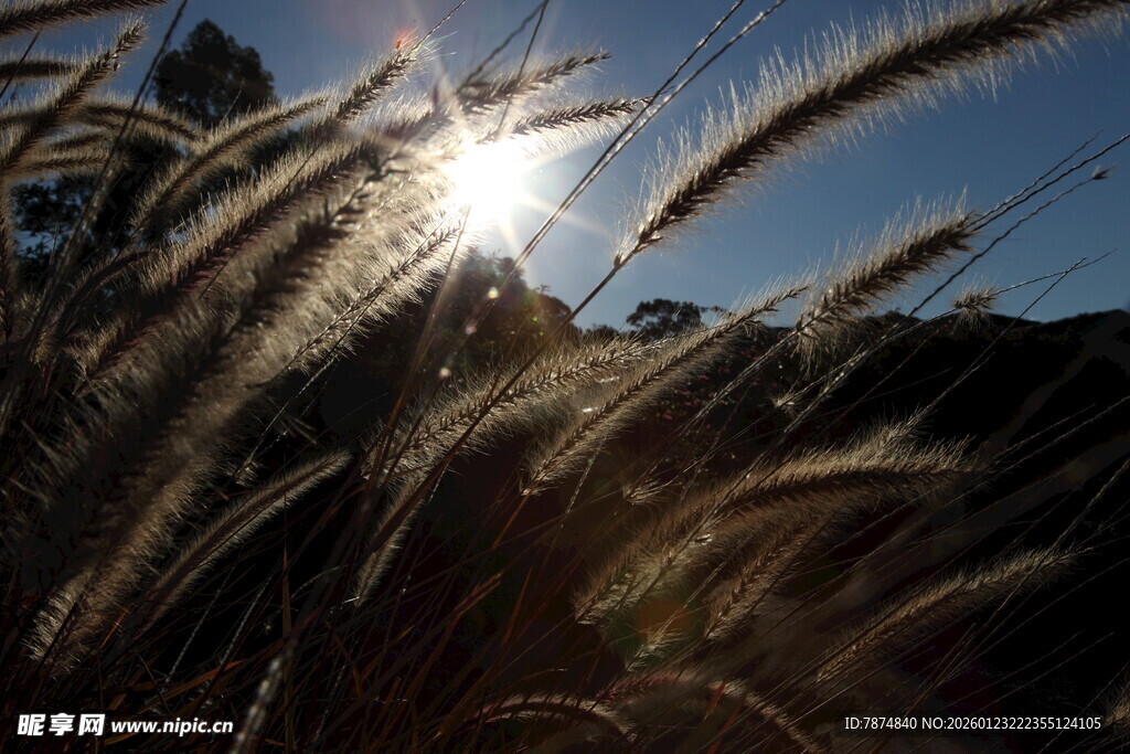 阳光下的狗尾巴草美景