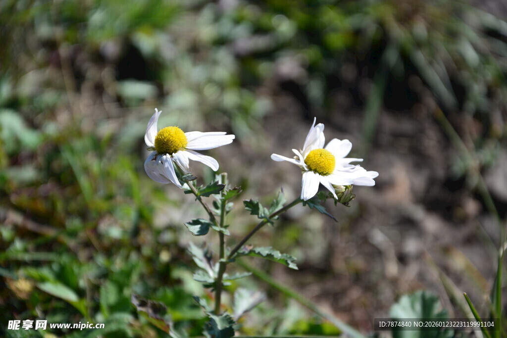 野外两朵清新小白花