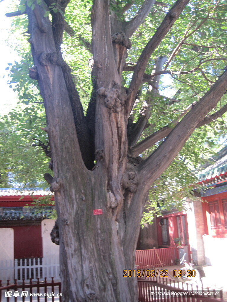 古树下的中式建筑景观