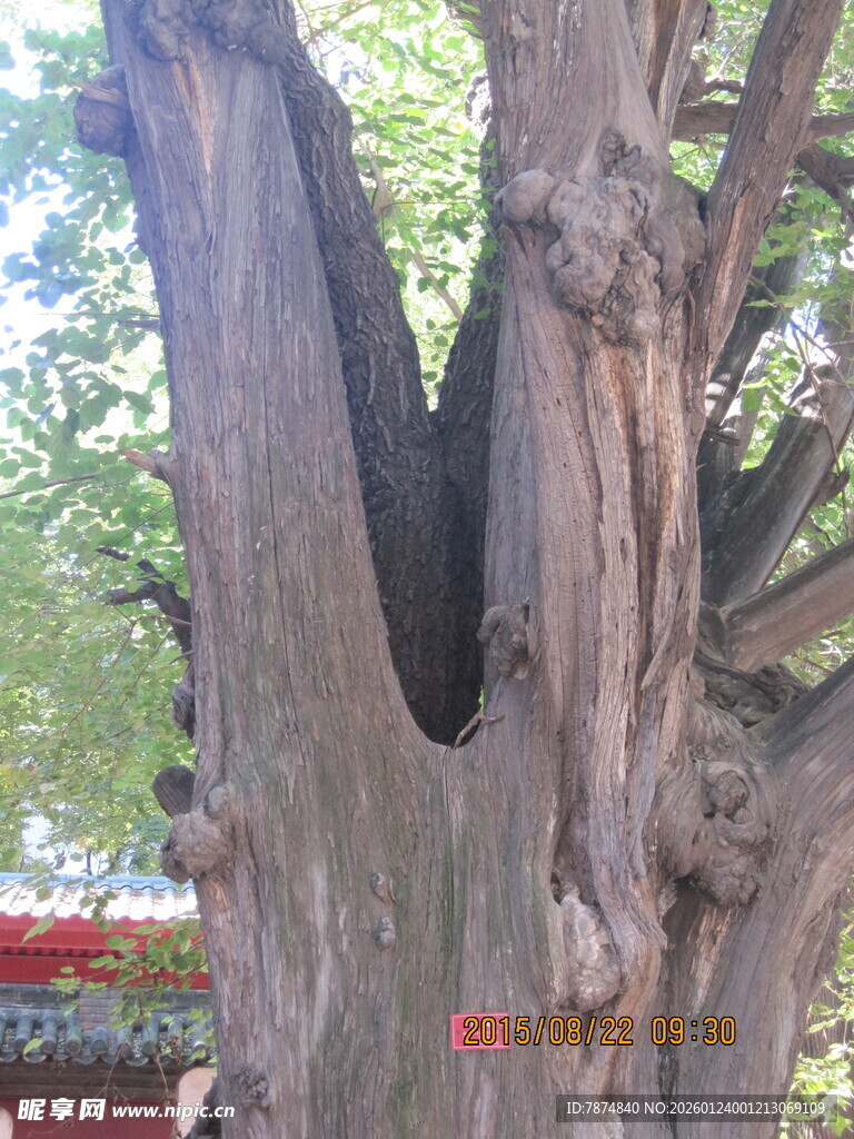 古老树洞的沧桑树干