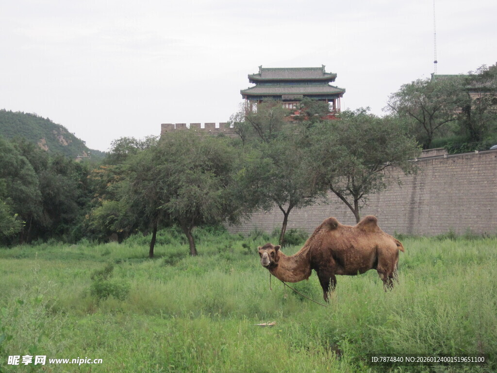 草原上的骆驼与古建筑