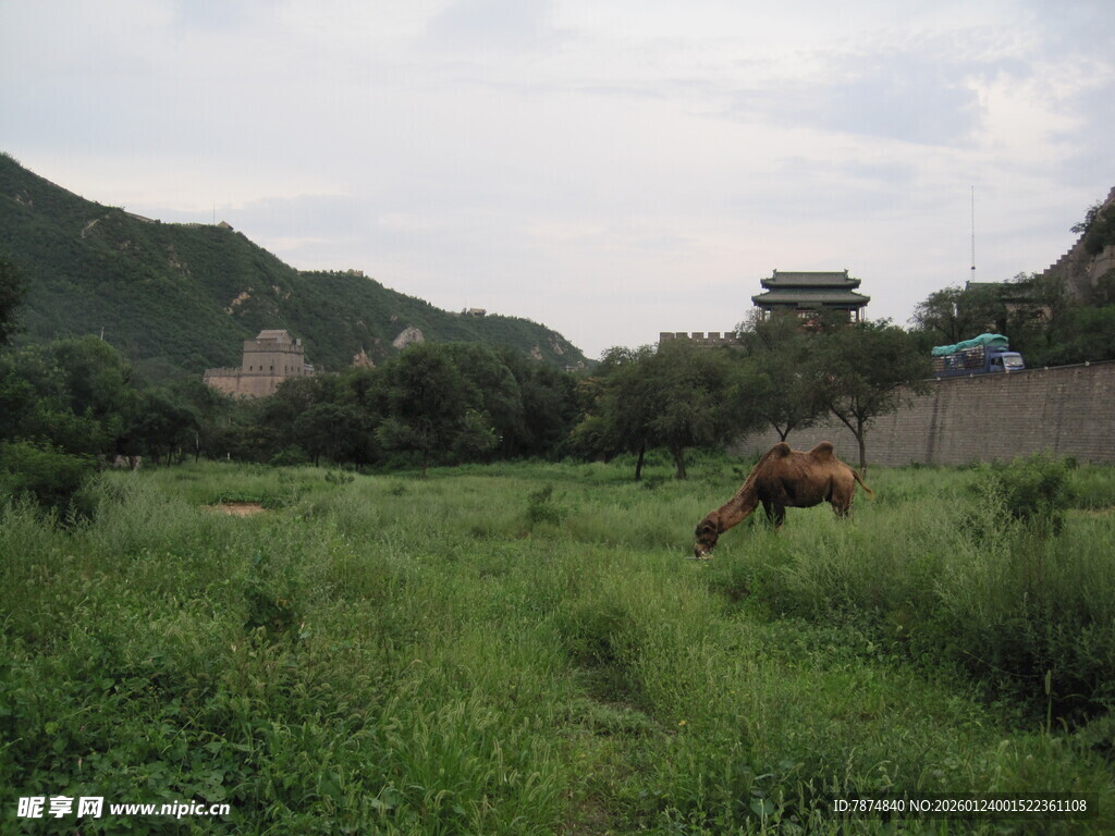 草原上的马匹悠然吃草