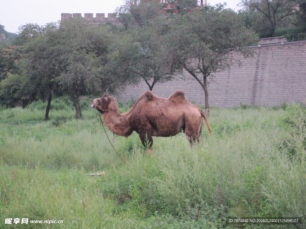 草原上的骆驼