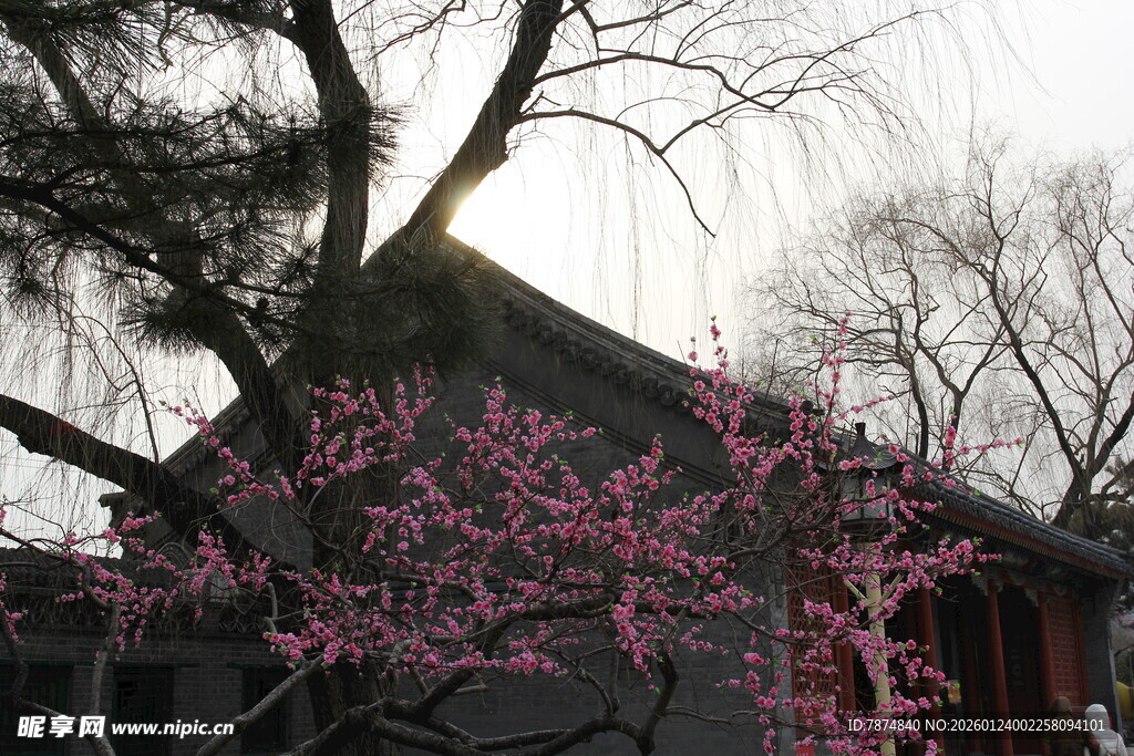 古建旁绽放的粉嫩花枝