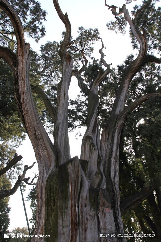 古老粗壮的参天大树