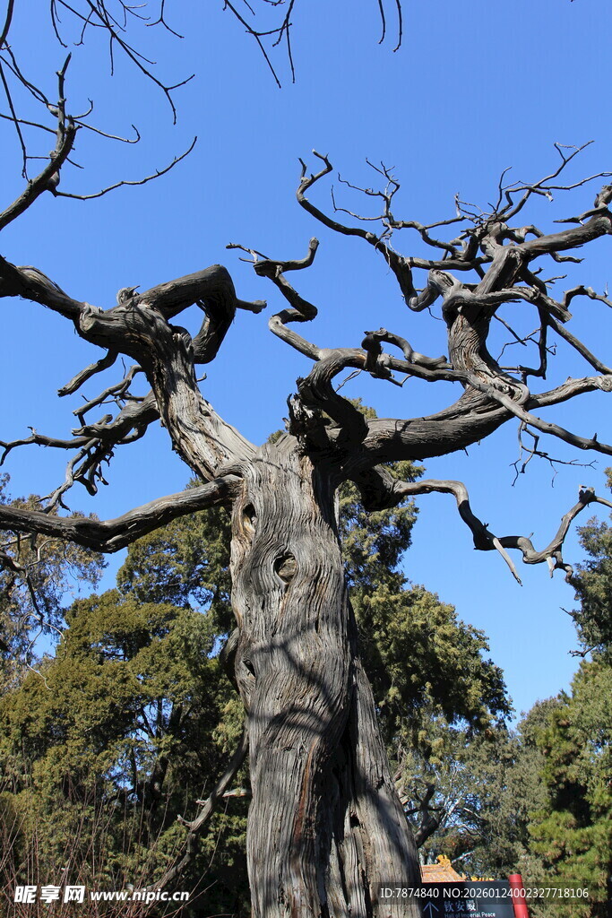 古老苍劲的大树