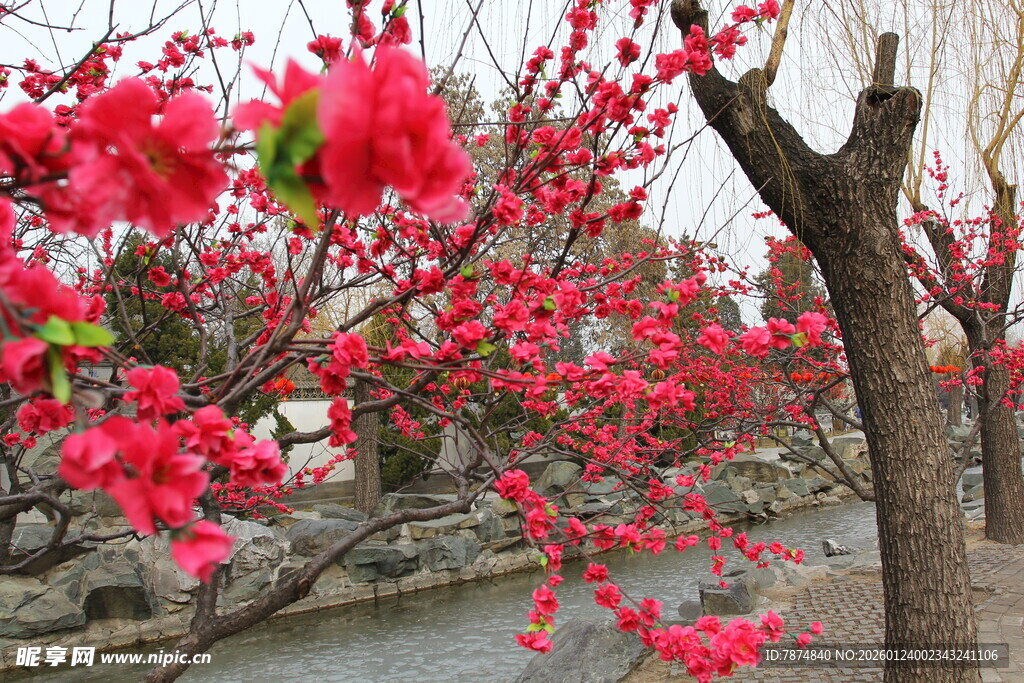 红梅绽放于古朴景致中