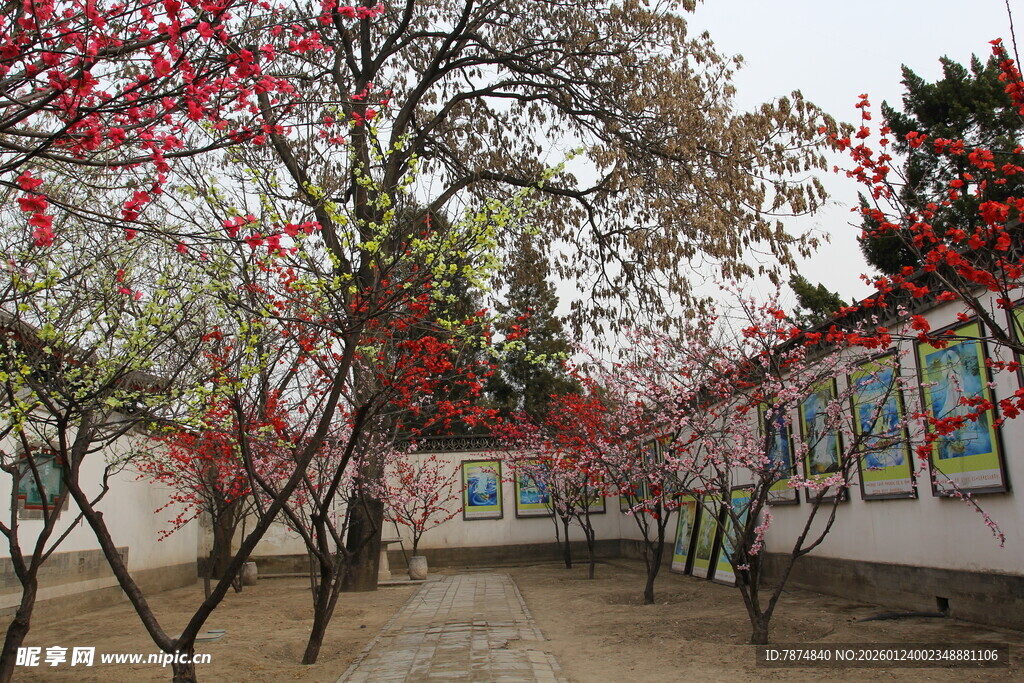 庭院繁花绽放的春日景致