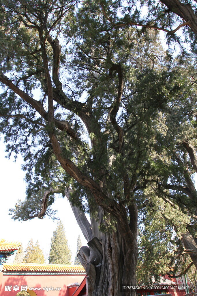古老繁茂的大树