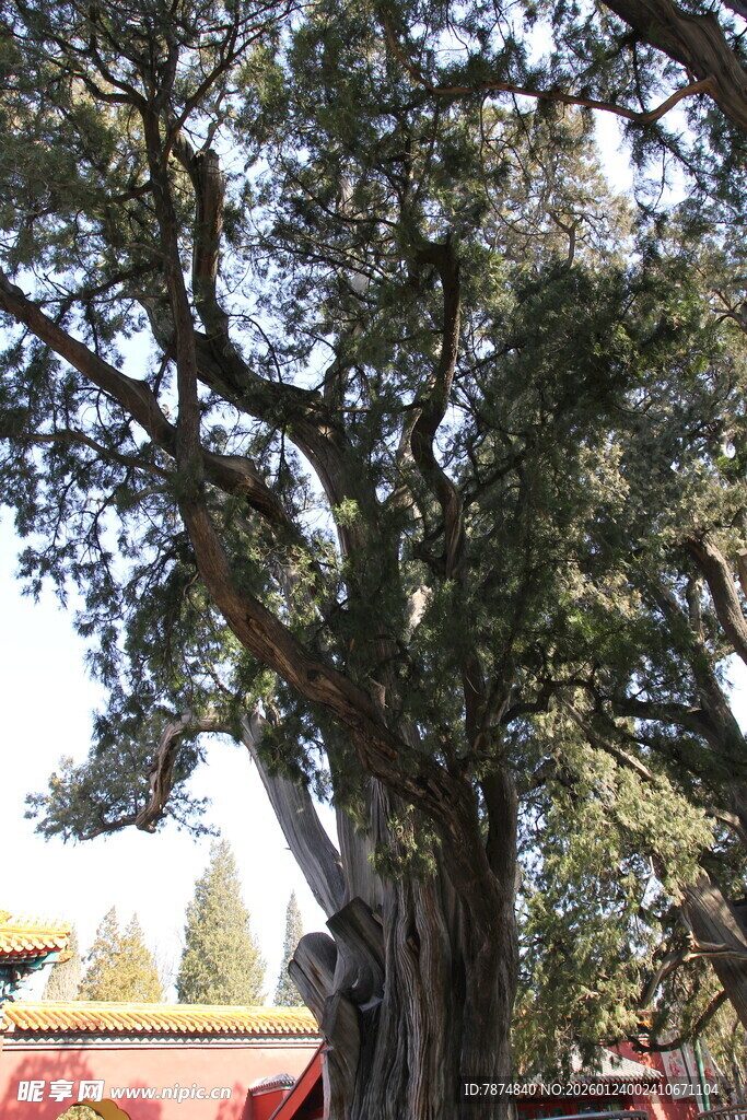 古老苍劲的参天大树