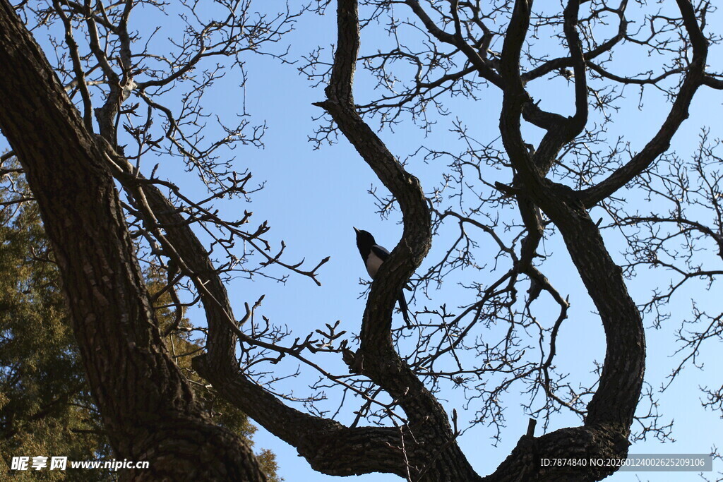 枯树枝干伸向蓝天