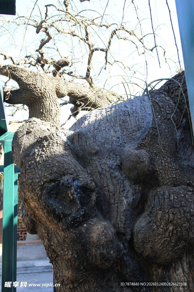 奇特造型的古老树干