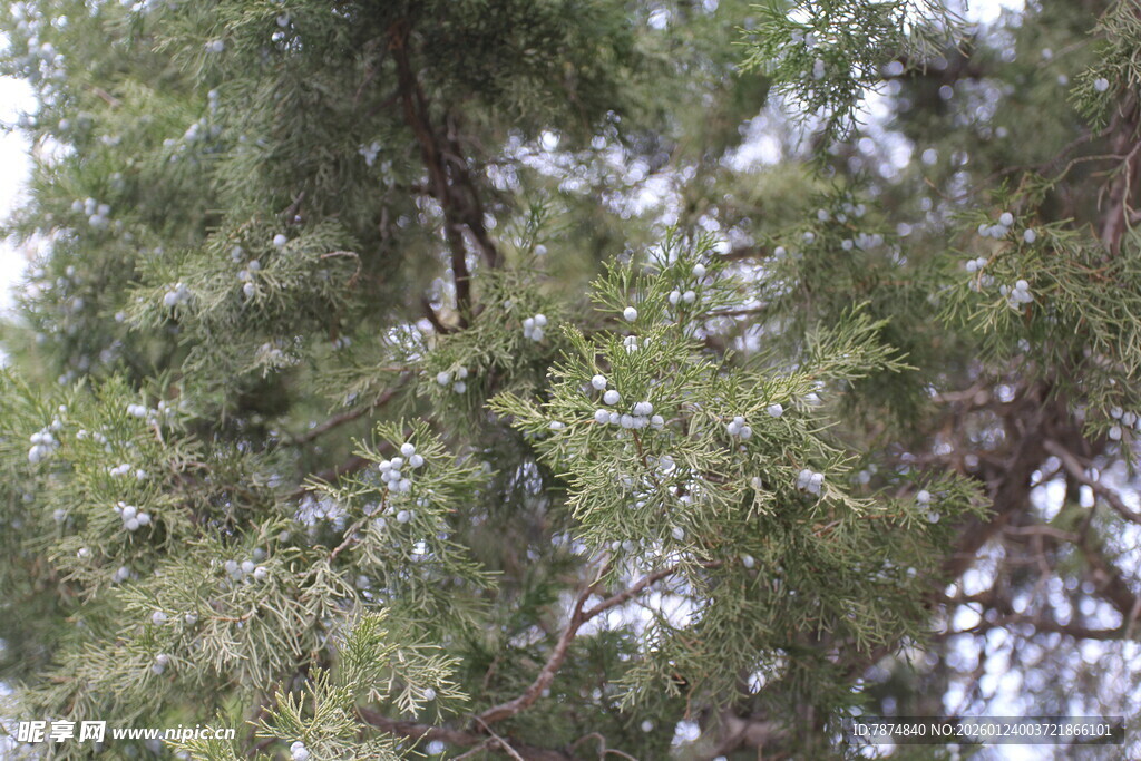 茂密葱郁的树木枝叶
