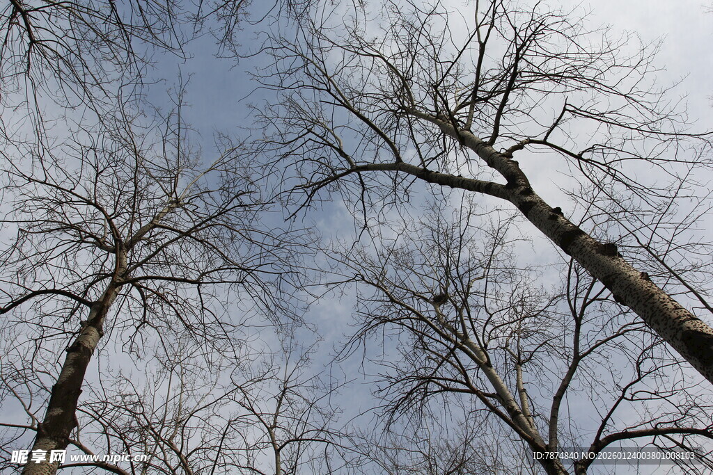 冬日枯树仰视图