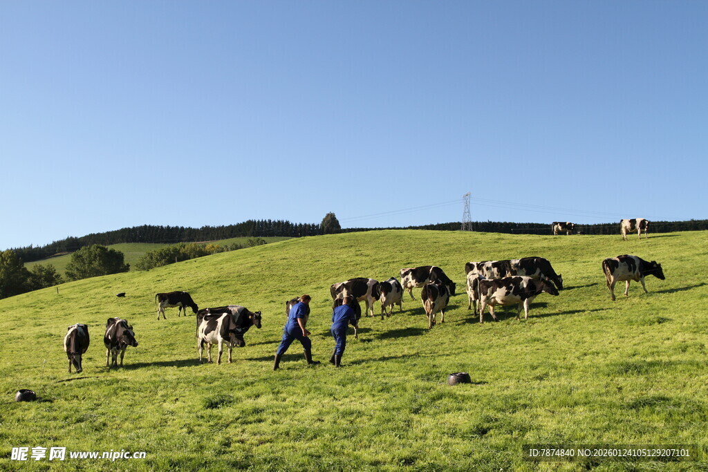 新西兰牛奶牧场