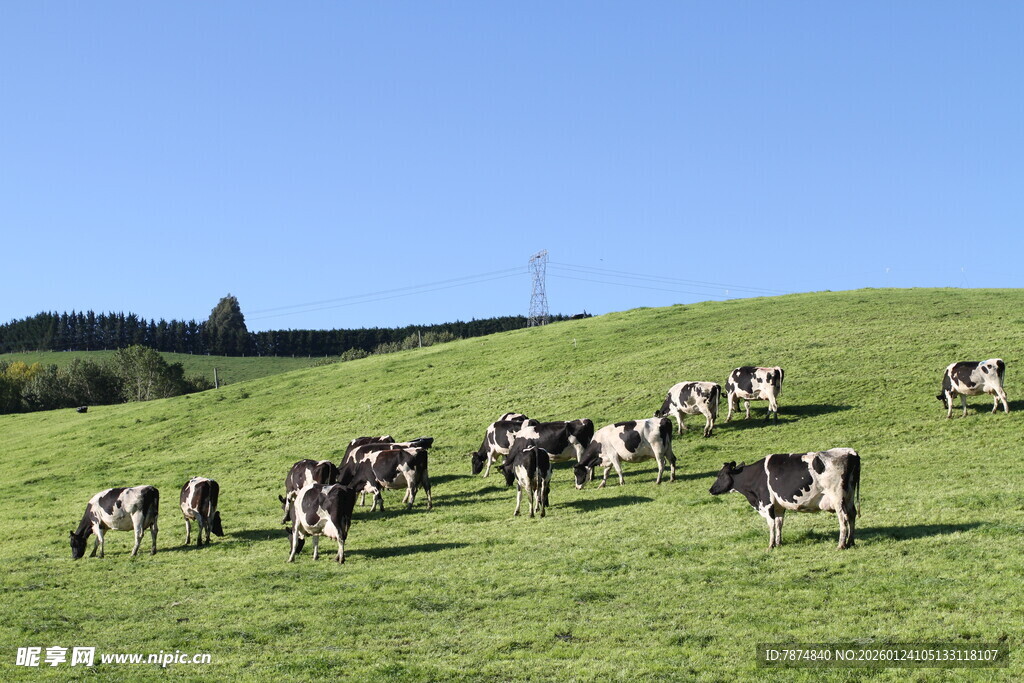 新西兰牛奶牧场