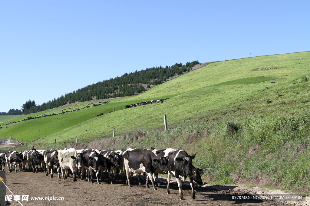 新西兰牛奶牧场