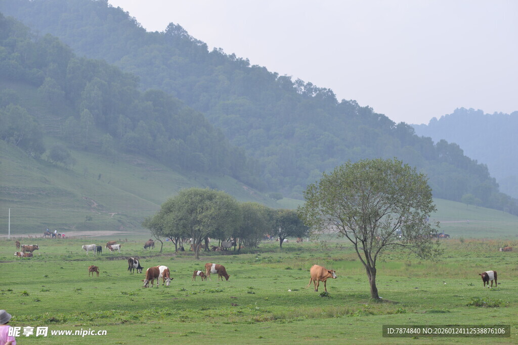 草原牧场景色