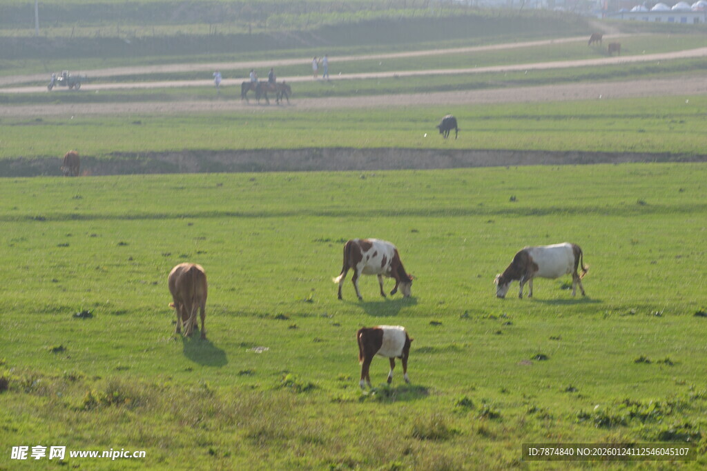 草原上悠闲吃草的牛群