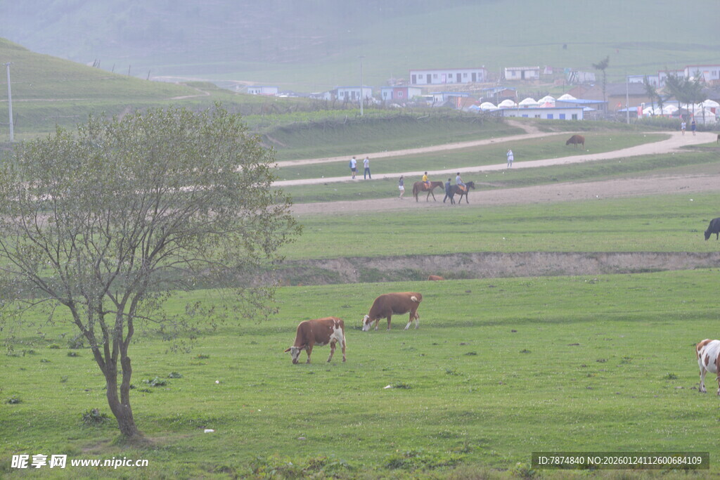 草原上的牛群与孤树