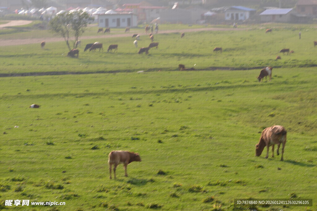 草原上悠闲吃草的牛群