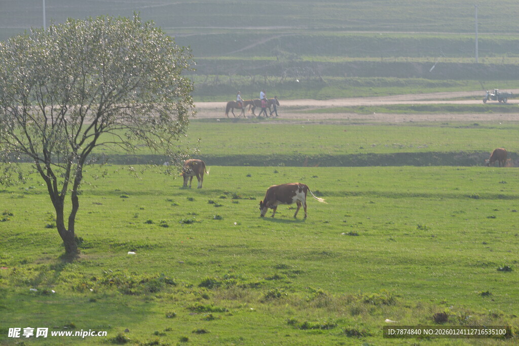 草原上悠闲吃草的马匹