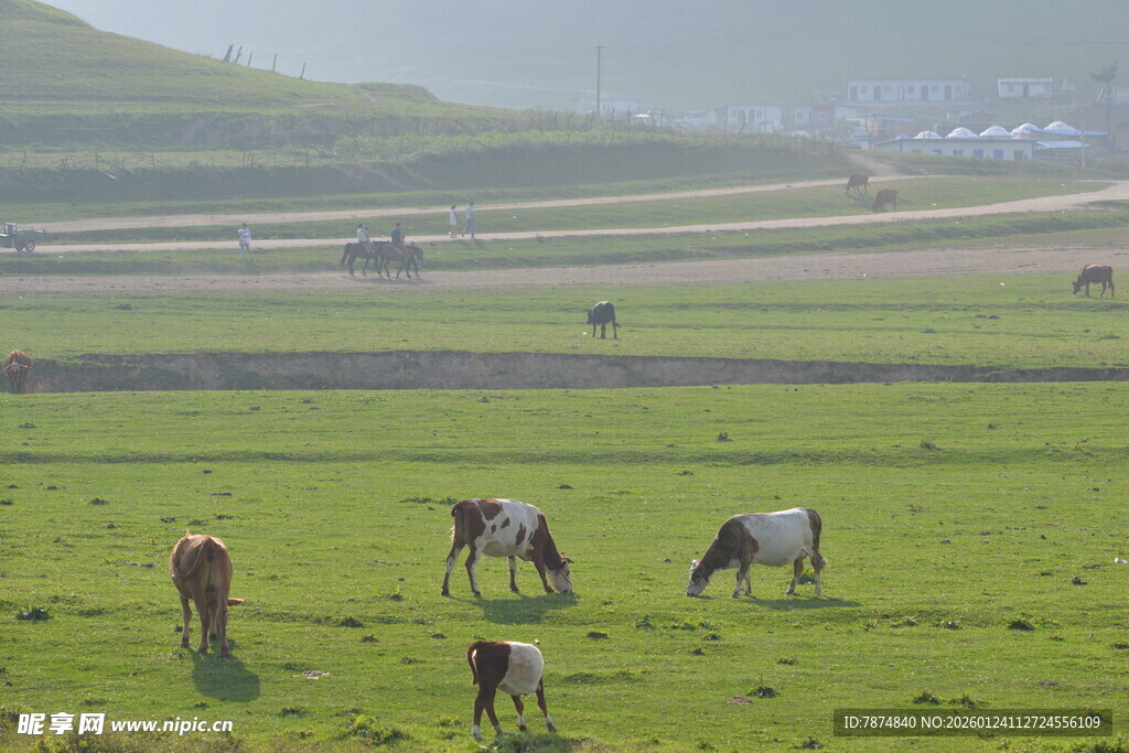 草原上悠闲吃草的牛群