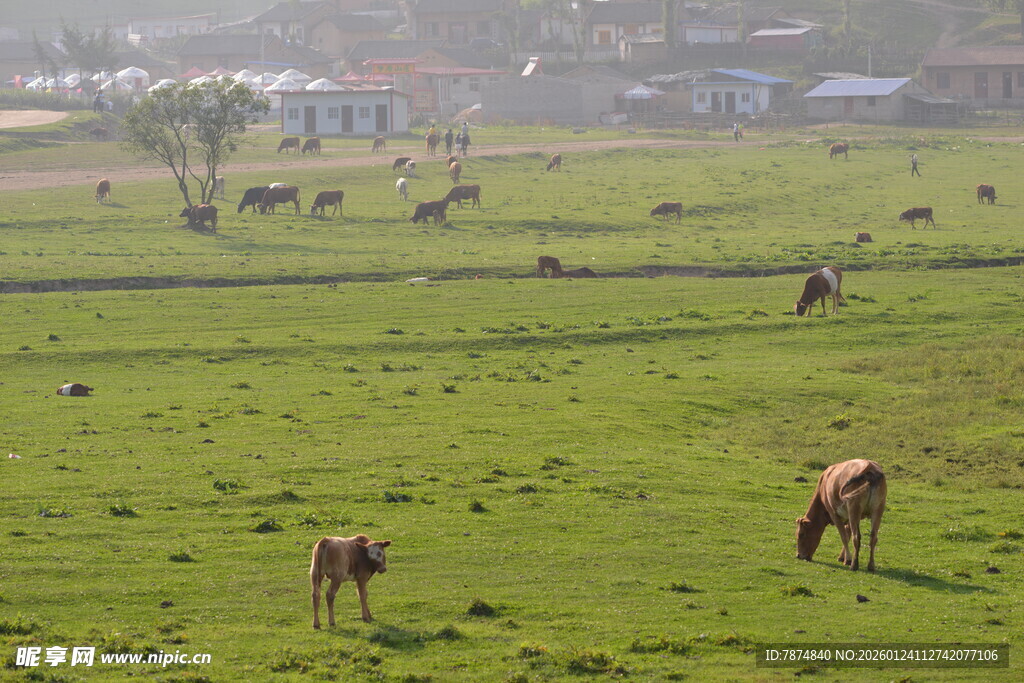 草原上悠闲吃草的马群