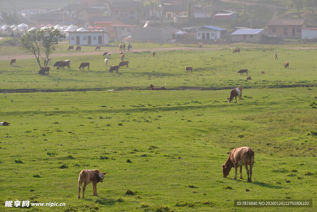 草原上的牛马悠然吃草