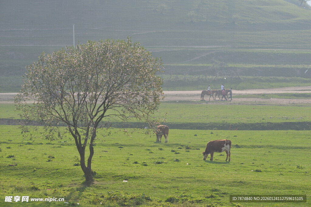 草原孤树旁的悠闲马群