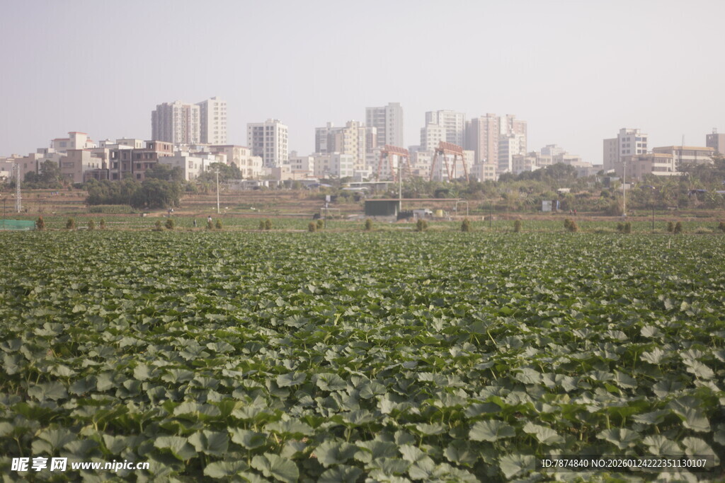 田野与城市天际线景观