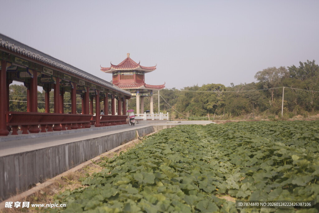 中式长廊旁的葱郁绿植