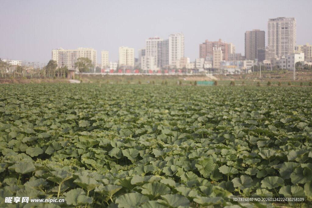 城市边的绿色农田
