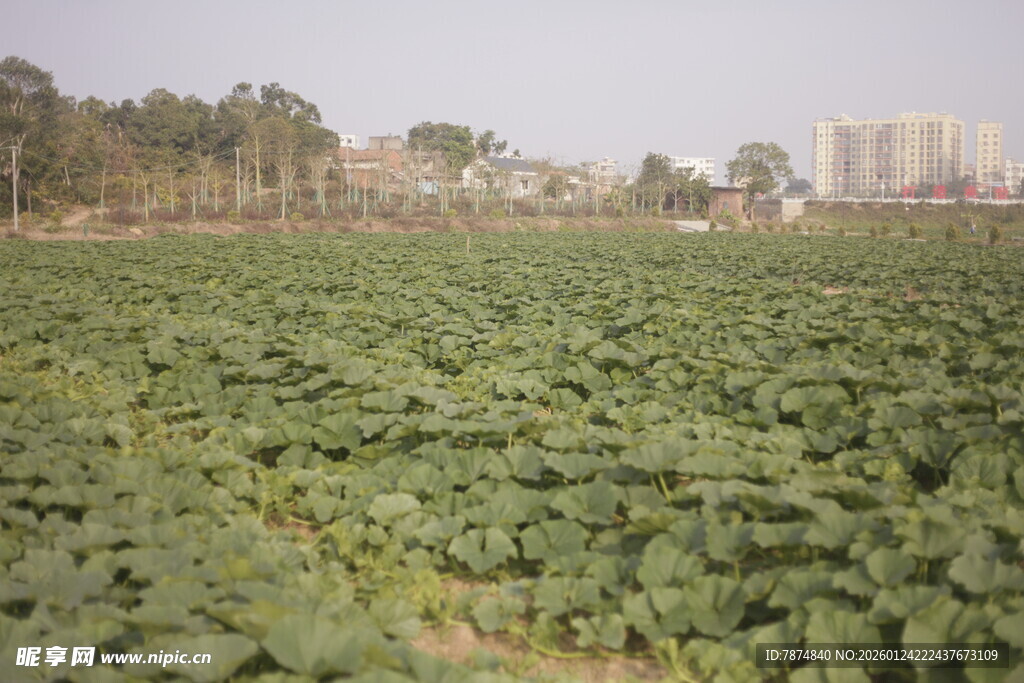 绿意盎然的农田景观