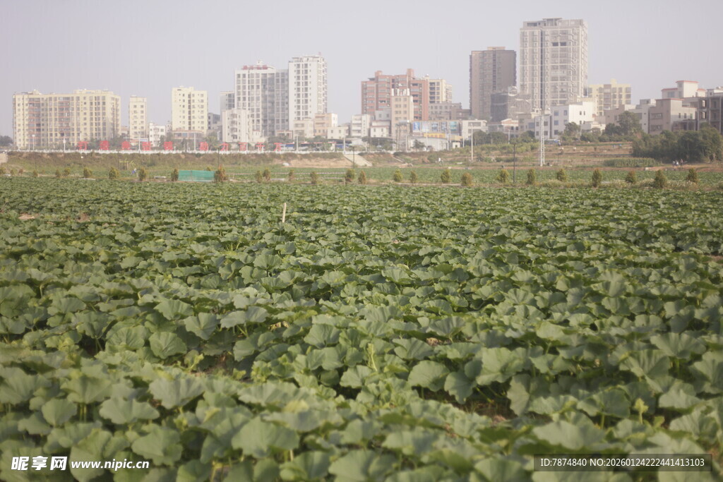 城市边的大片绿色农田