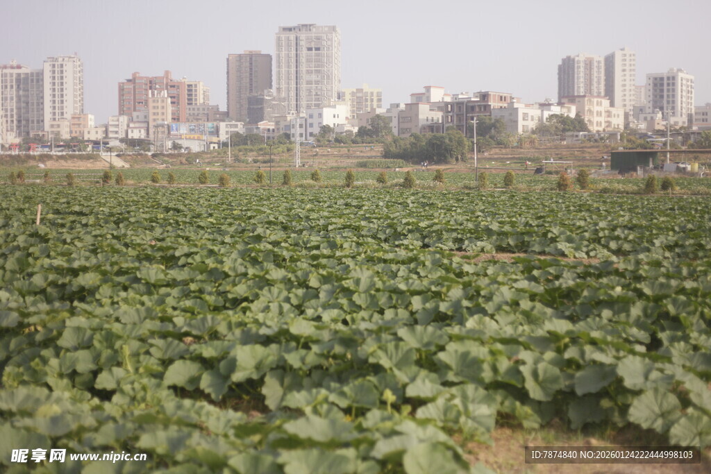 城市边的绿色农田