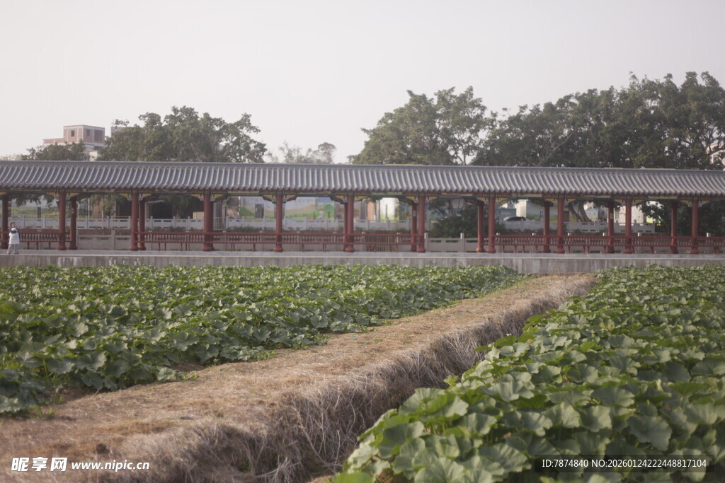 田园中式长廊景观