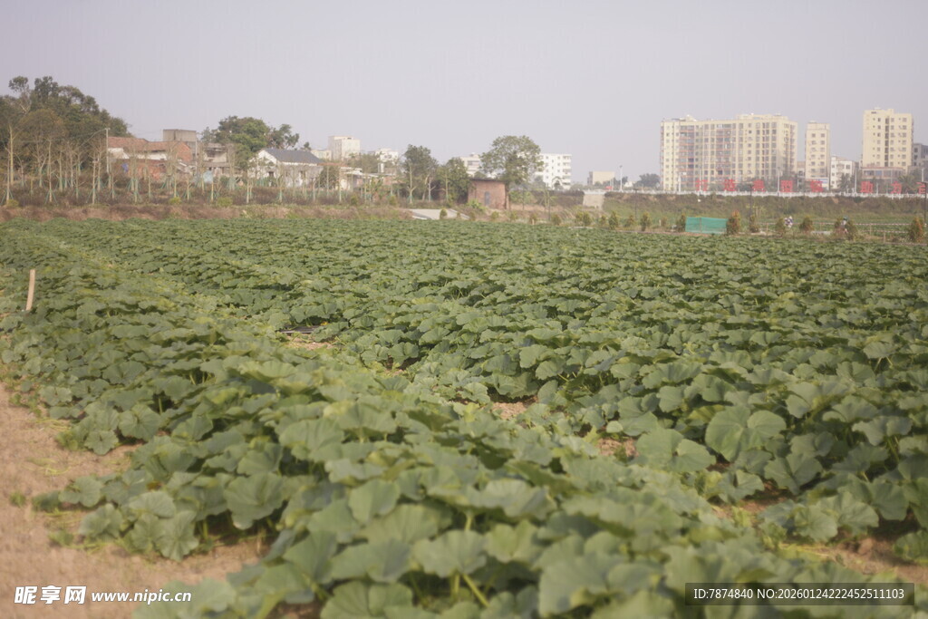 农田蔬菜种植景观