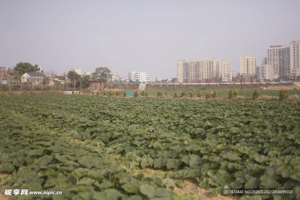 城郊农田与远处高楼景观