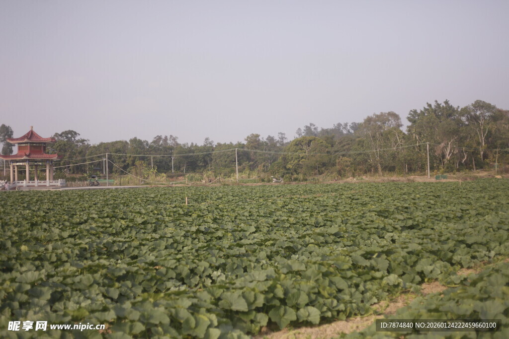 田野风光 远处小屋隐现