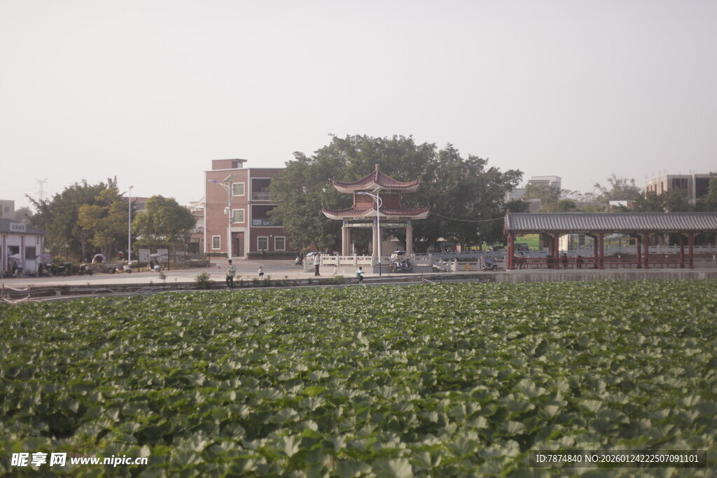 荷塘边的乡村建筑景观