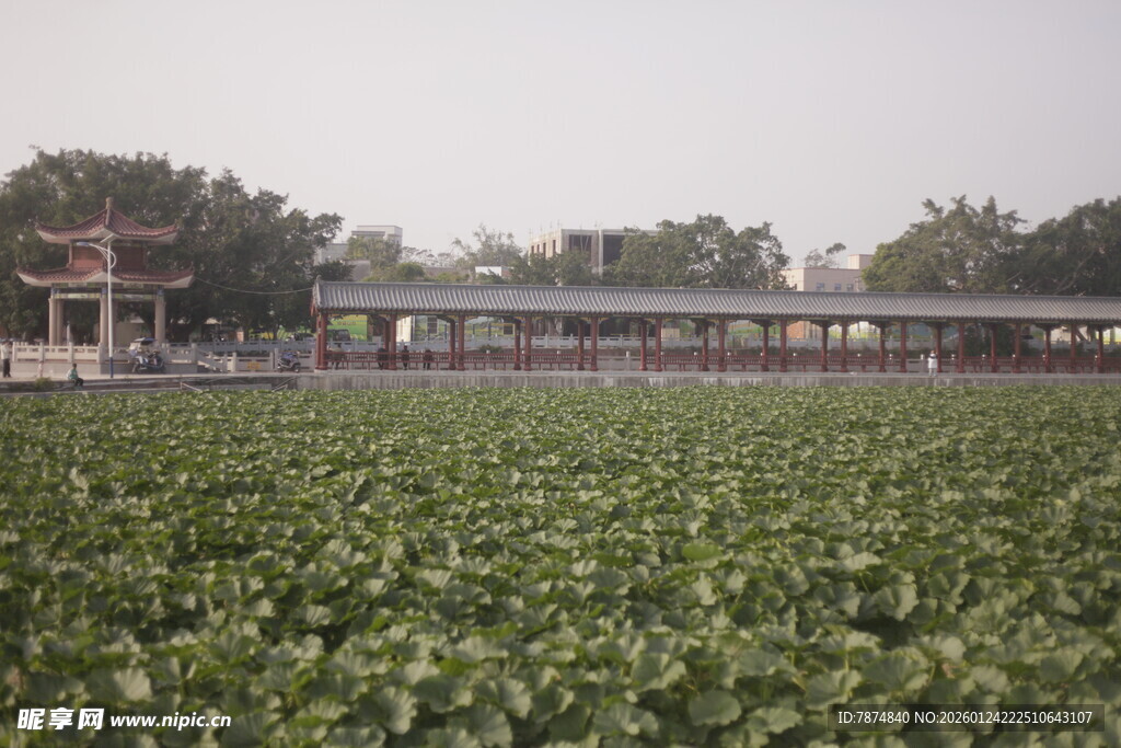 荷塘边的中式建筑景观
