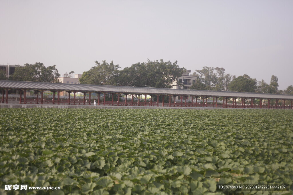 田野旁的列车景观
