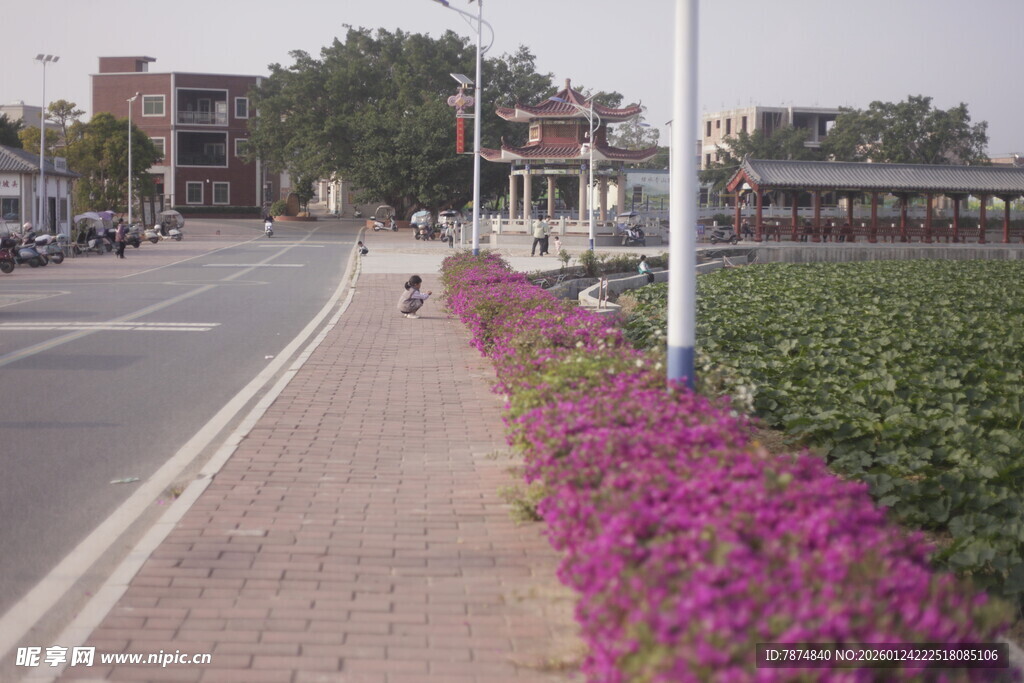 街道旁绽放的绚烂紫花