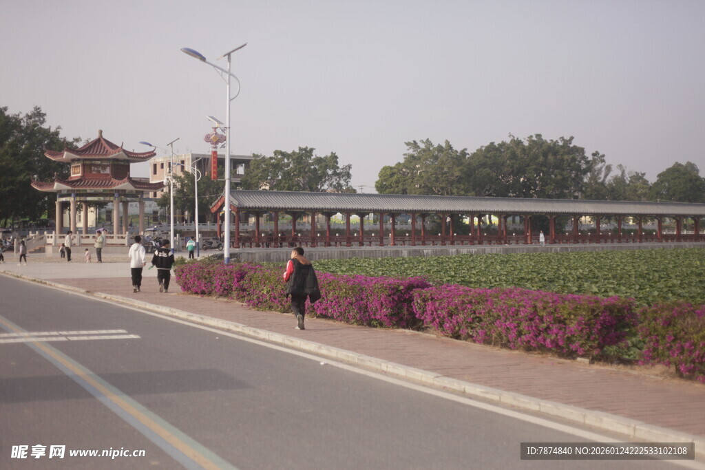 城市路边的多彩花卉景观