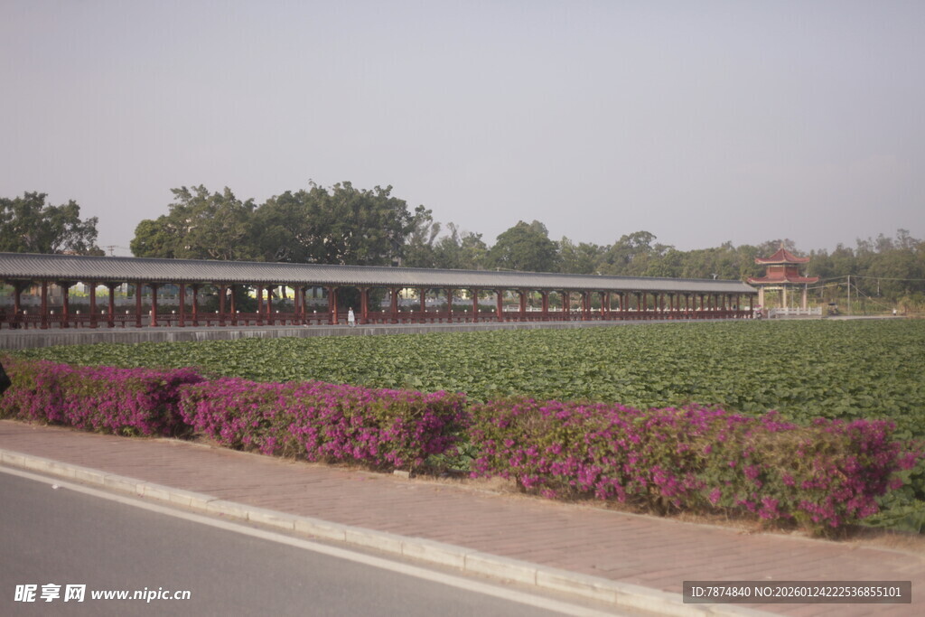 路边多彩花田与远处建筑