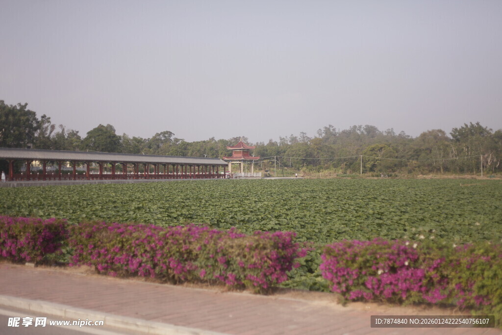 田野旁公路边的绚烂花丛