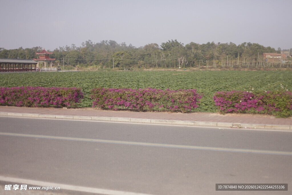 路边繁花与绿植景观