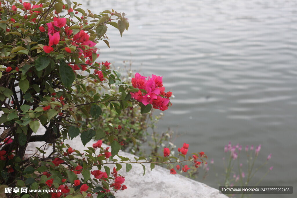 水边绽放的艳丽三角梅